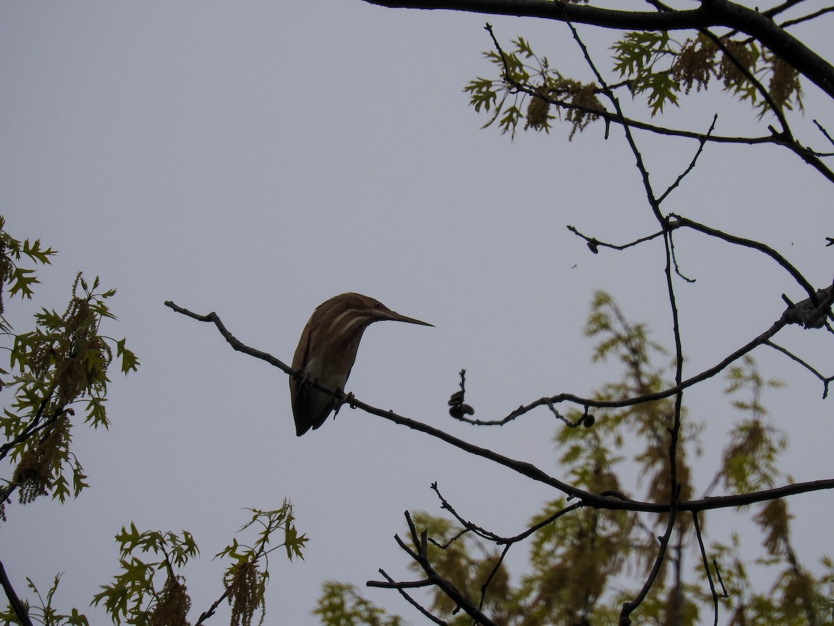 Least Bittern - ML57004691