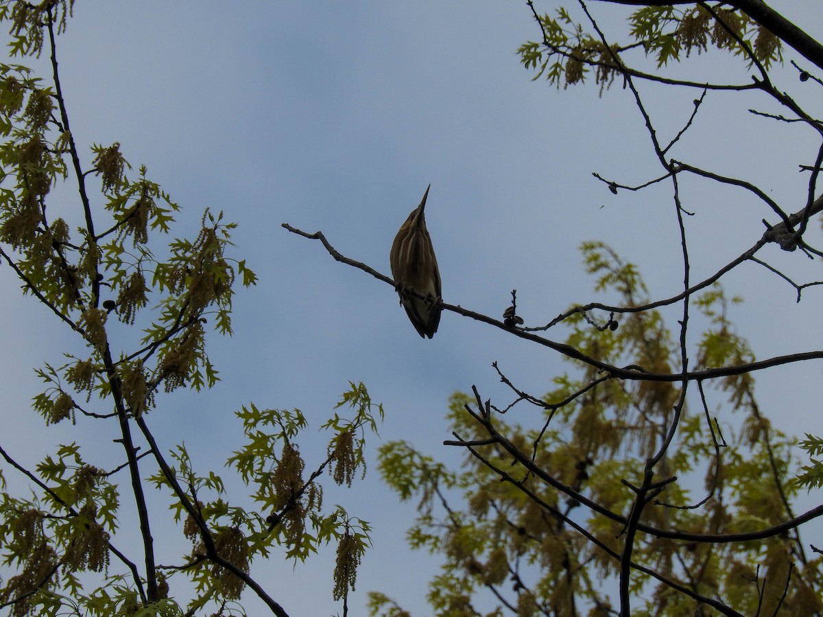 Least Bittern - ML57004701