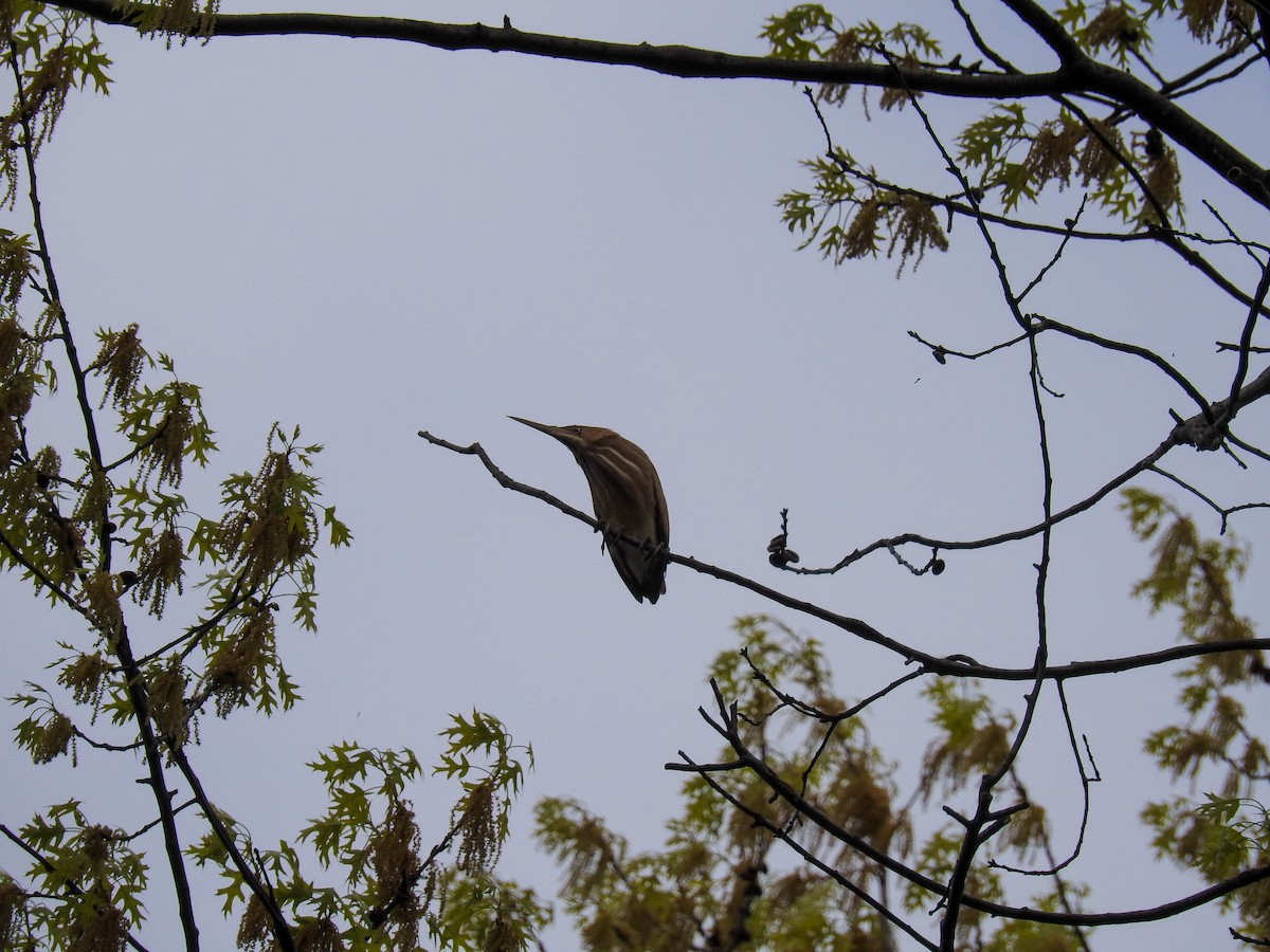 Least Bittern - ML57004711