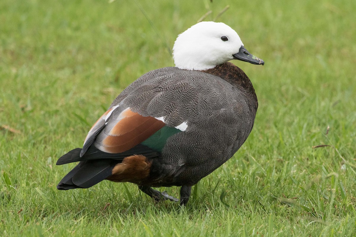 Paradise Shelduck - ML57004721