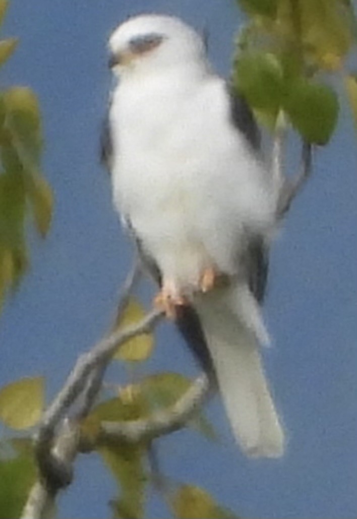 White-tailed Kite - ML570048261