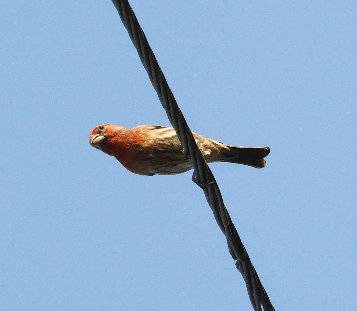 House Finch - ML570048441