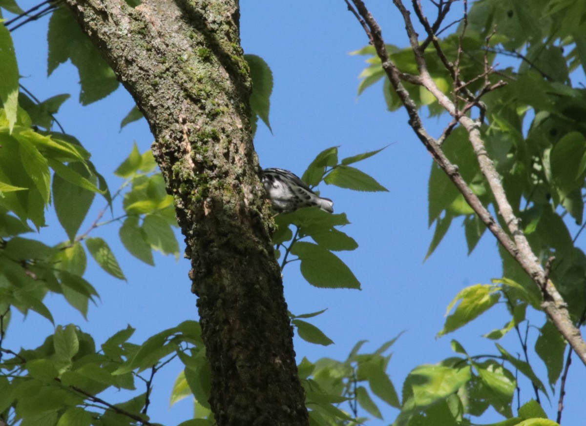 Black-and-white Warbler - ML570048941