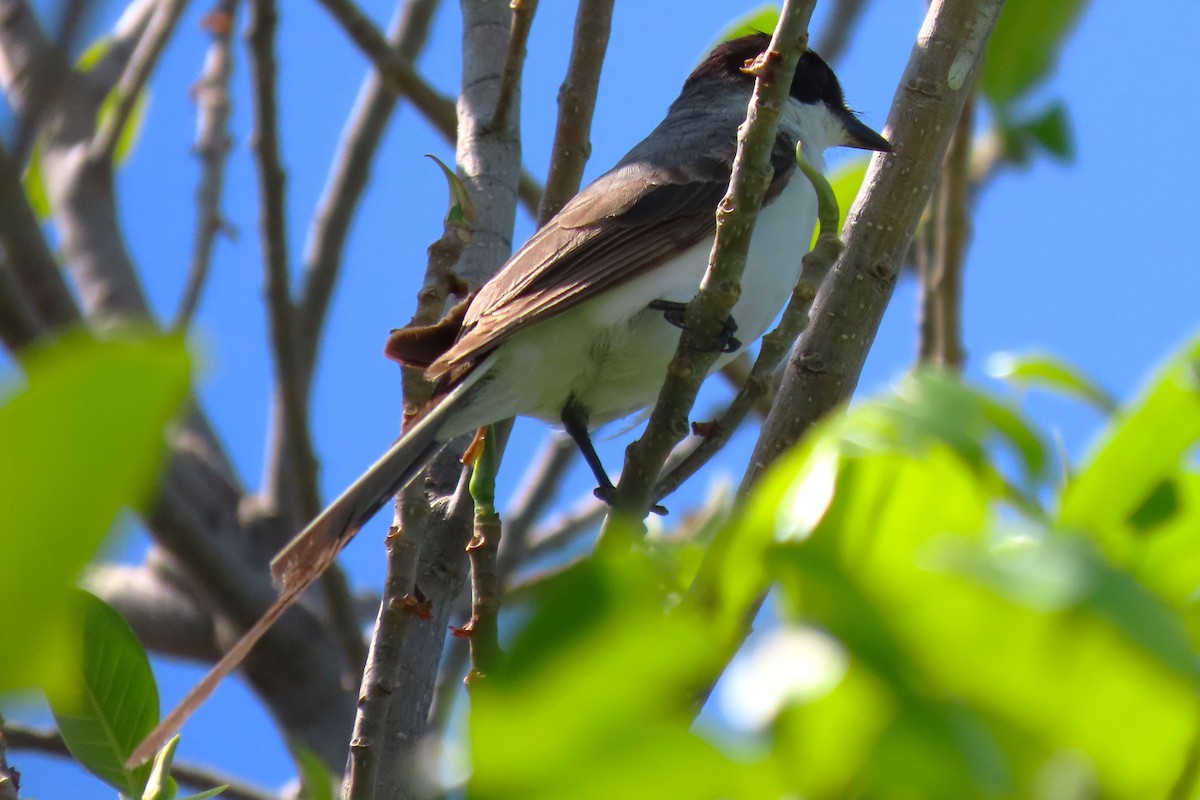 Fork-tailed Flycatcher - ML570049551