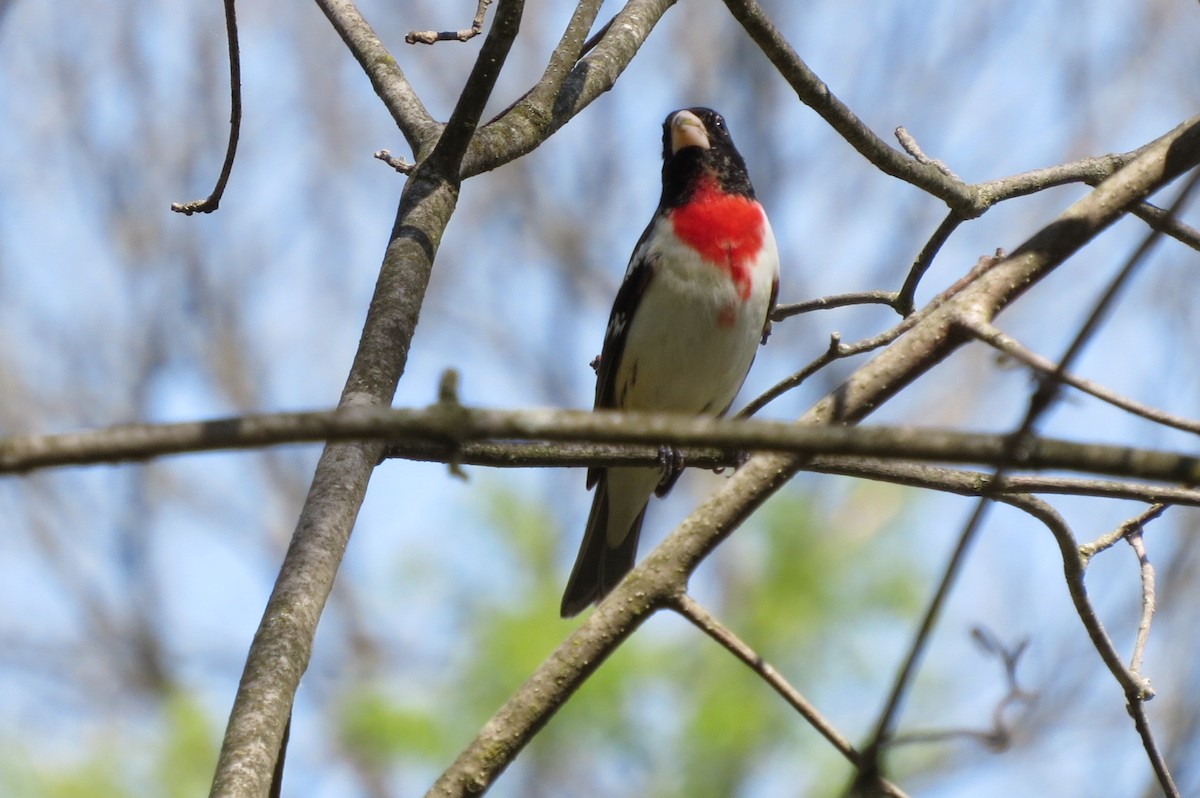 Cardinal à poitrine rose - ML570049601