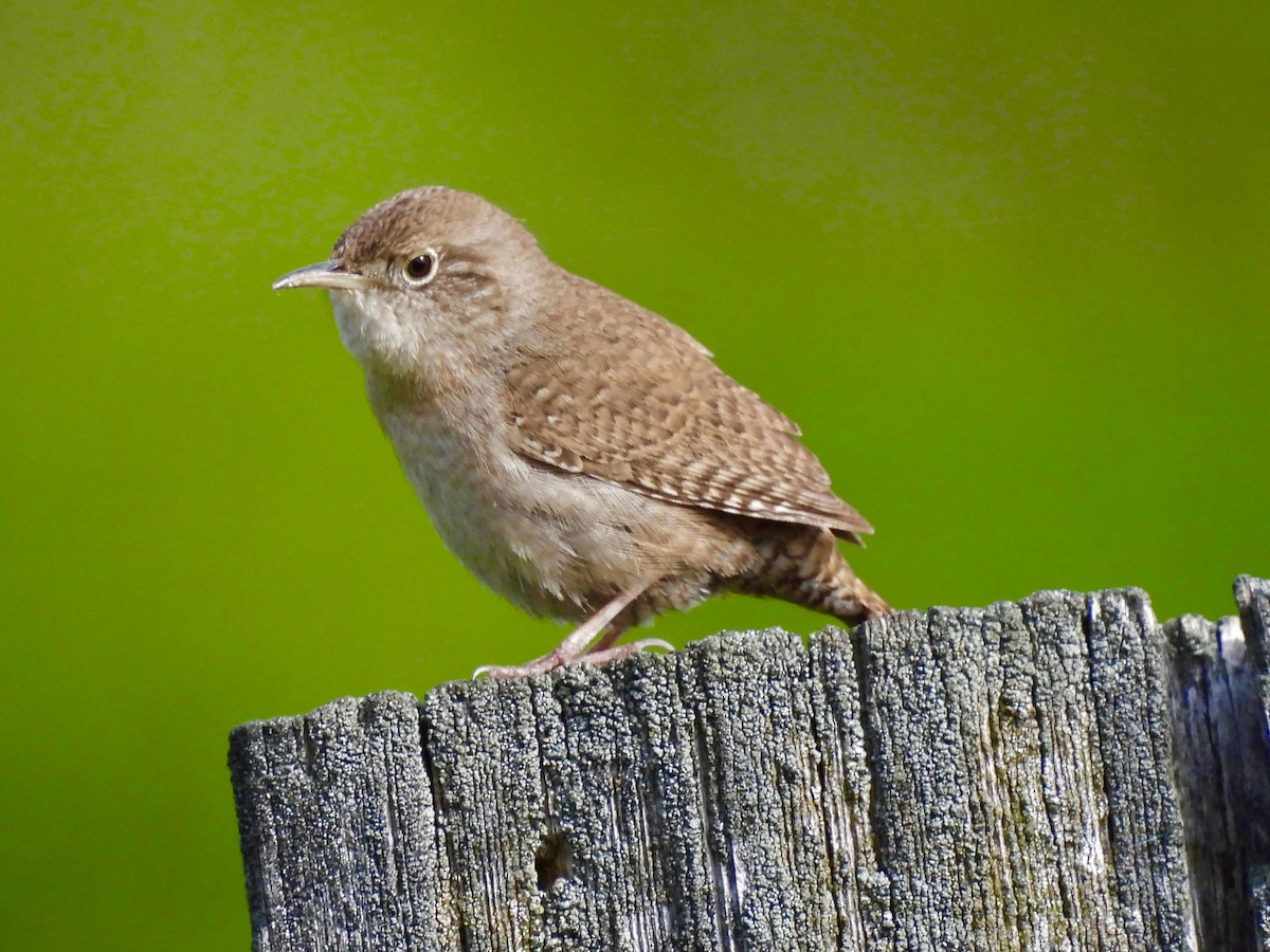 House Wren - ML570049661