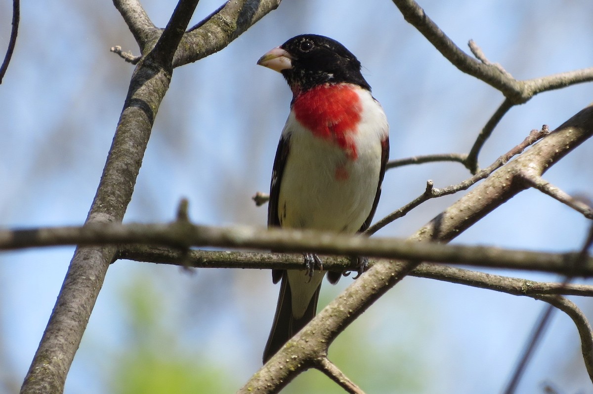 Cardinal à poitrine rose - ML570049761