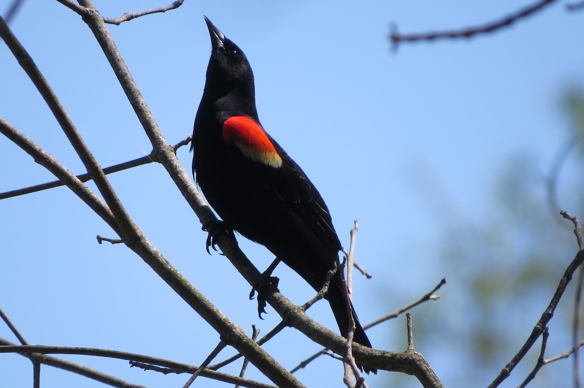 Red-winged Blackbird - ML570050431