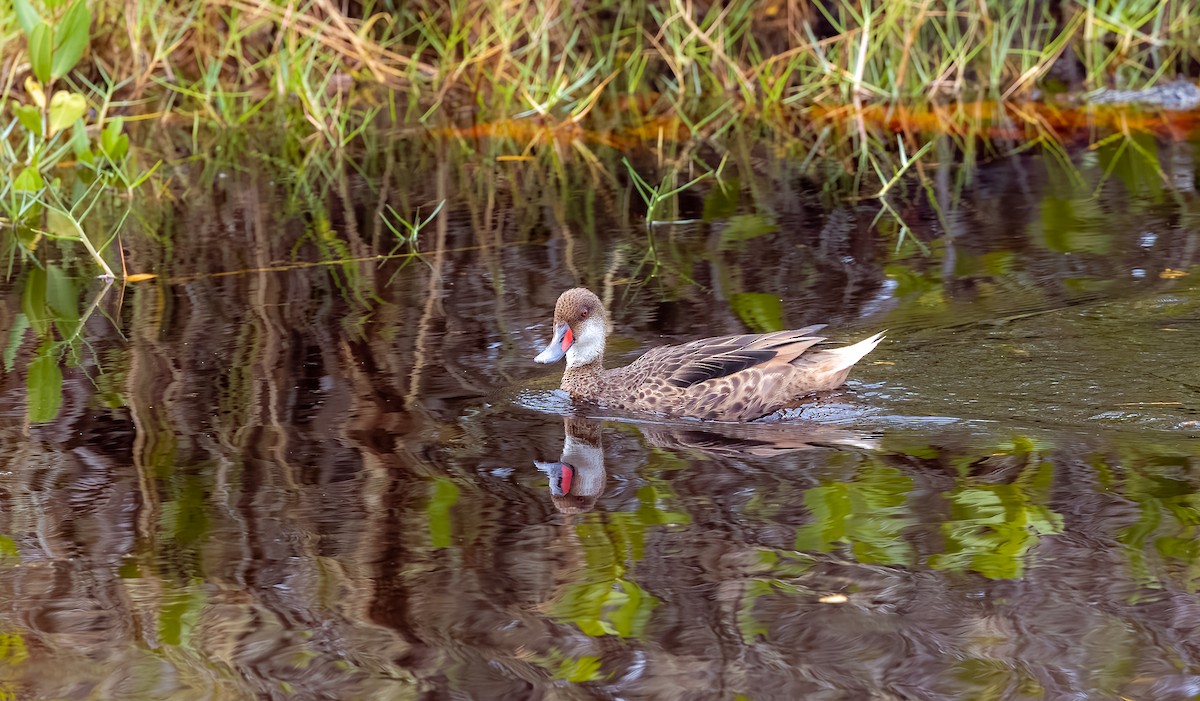 Canard des Bahamas - ML570051011