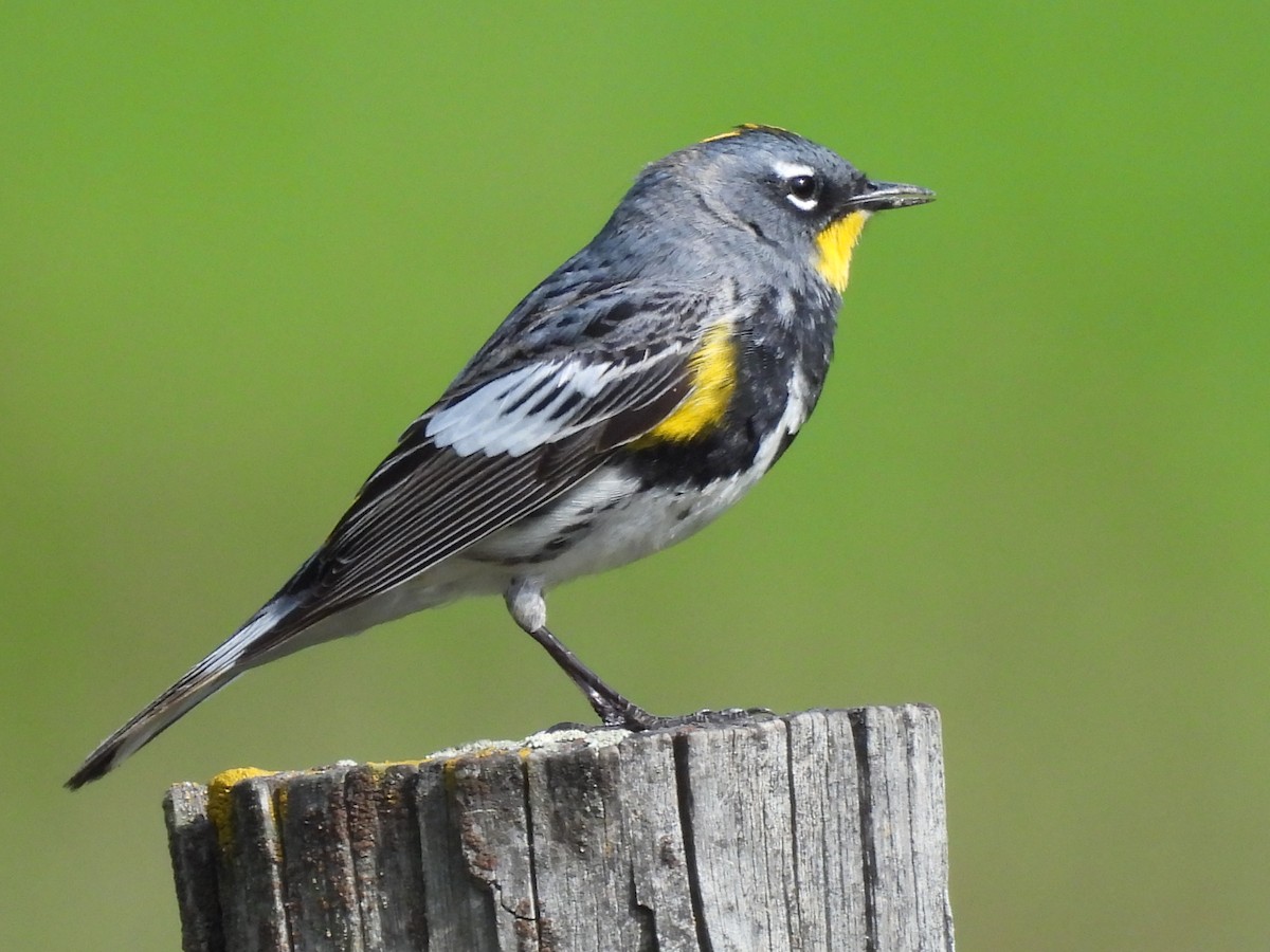 Yellow-rumped Warbler - ML570051211