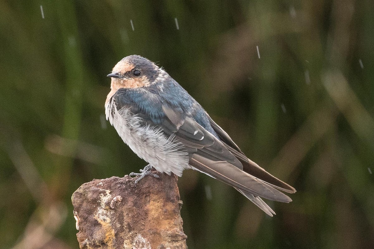 Hirondelle messagère - ML57005181