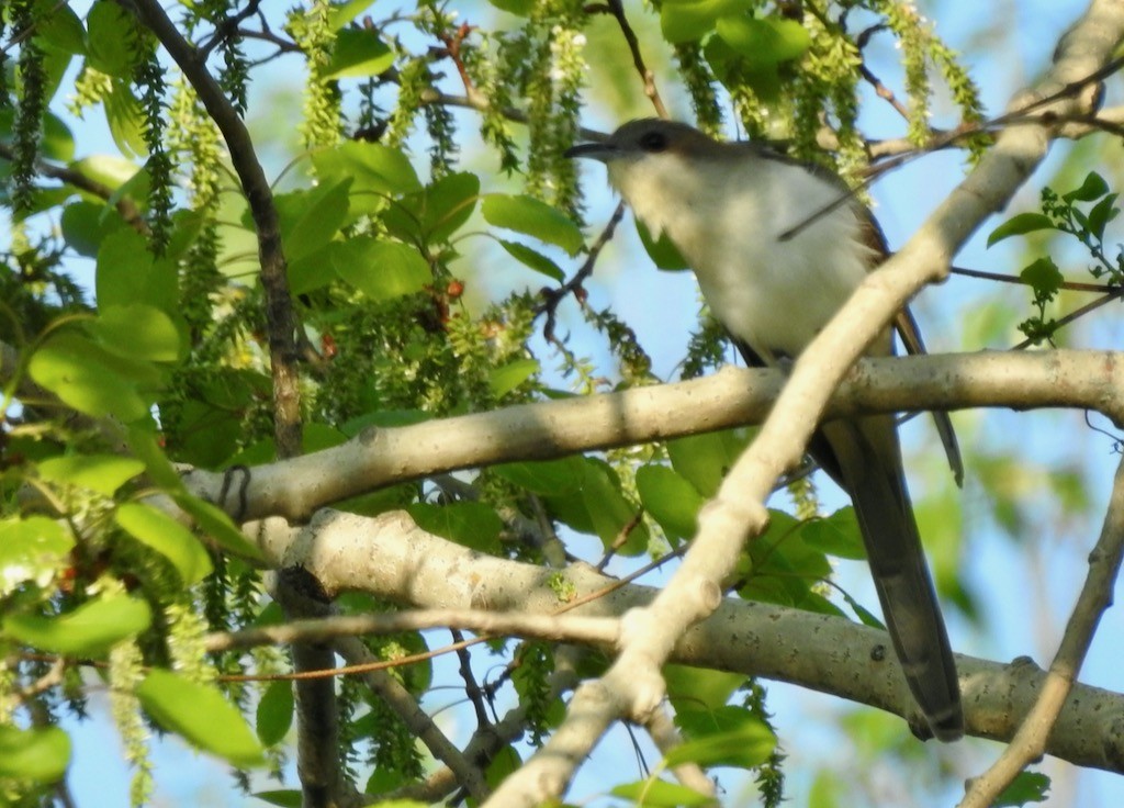 Black-billed Cuckoo - ML570051841