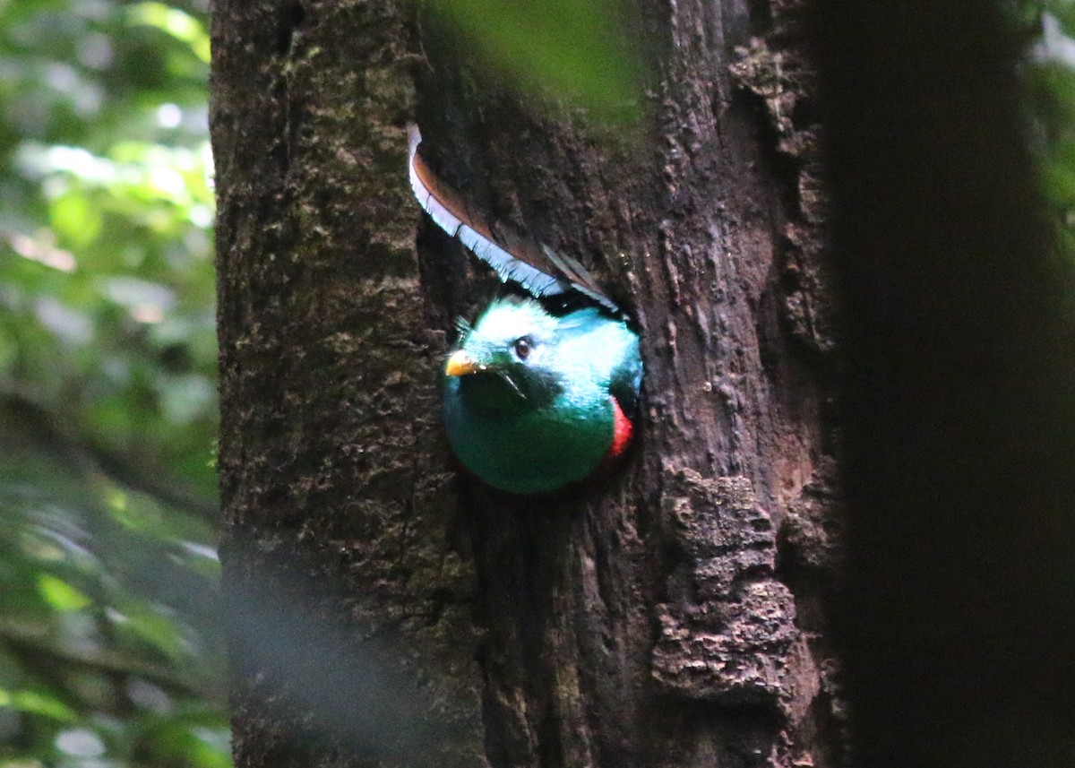 Resplendent Quetzal - ML57005211