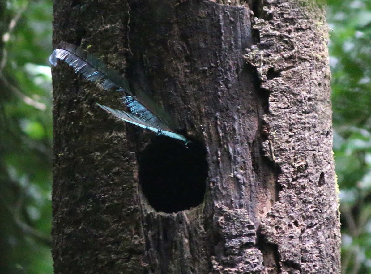 Resplendent Quetzal - ML57005221