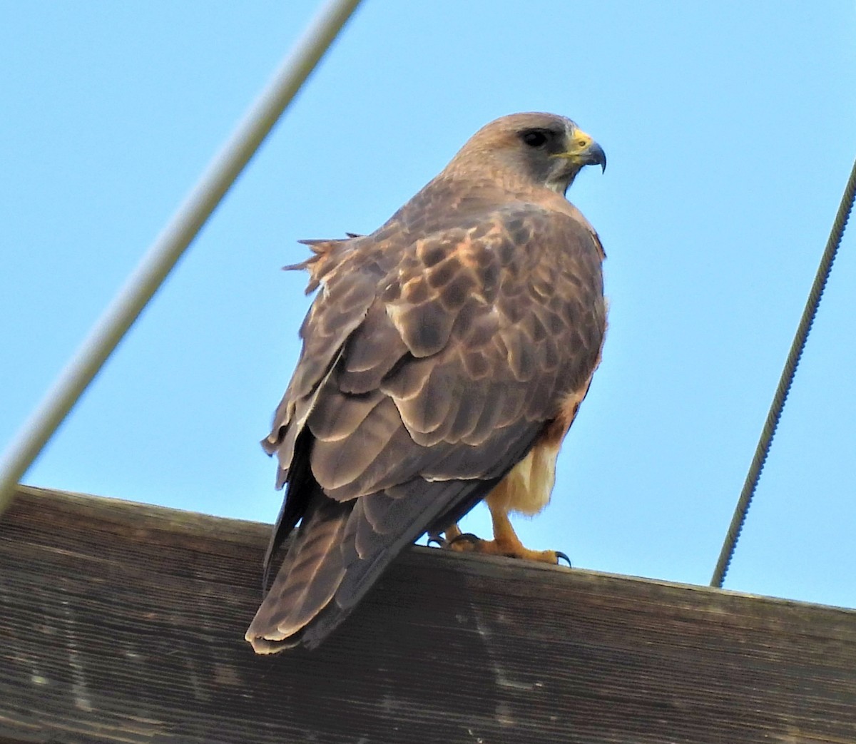 Swainson's Hawk - Jan Thom