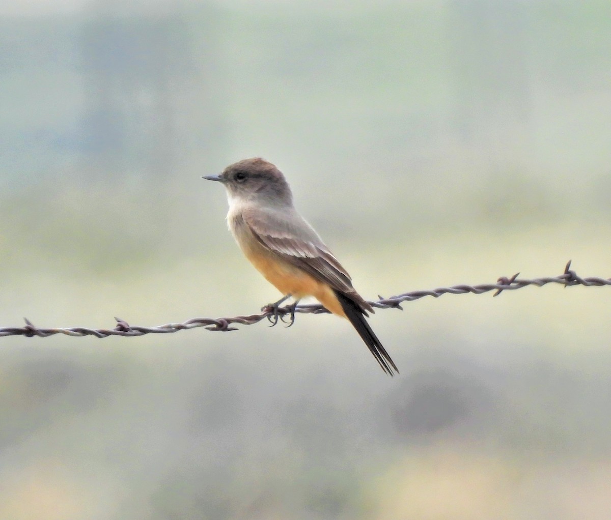 Say's Phoebe - ML570052381