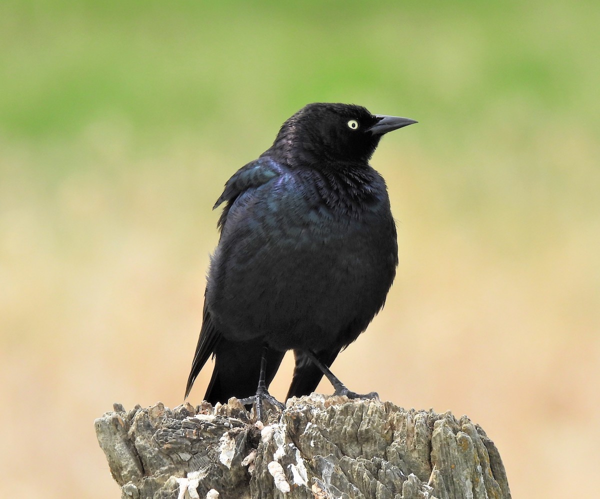 Brewer's Blackbird - ML570052561