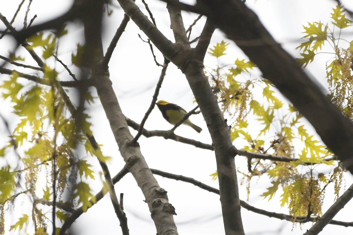 Black-throated Green Warbler - ML570053341