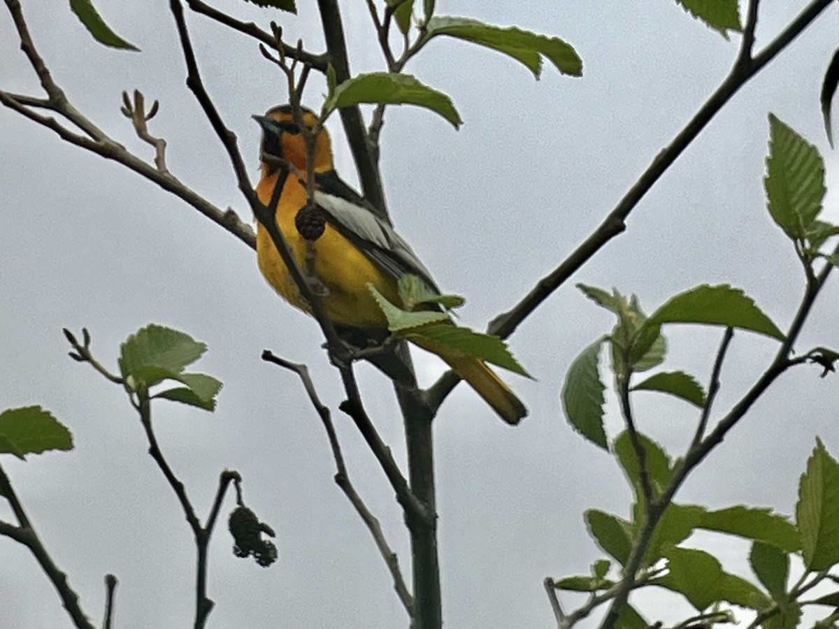 Bullock's Oriole - Tim Rodenkirk