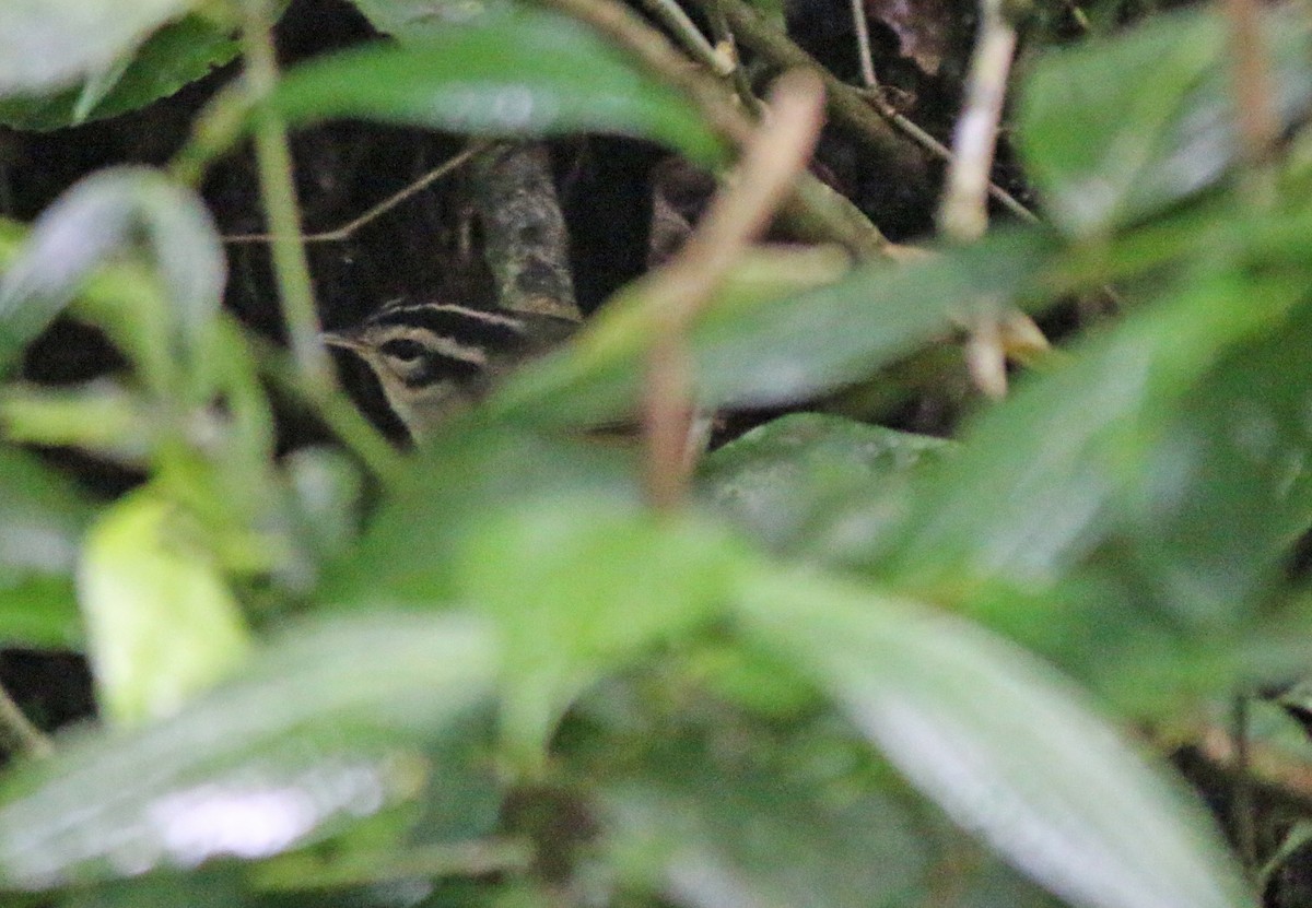 Costa Rican Warbler - ML57005581