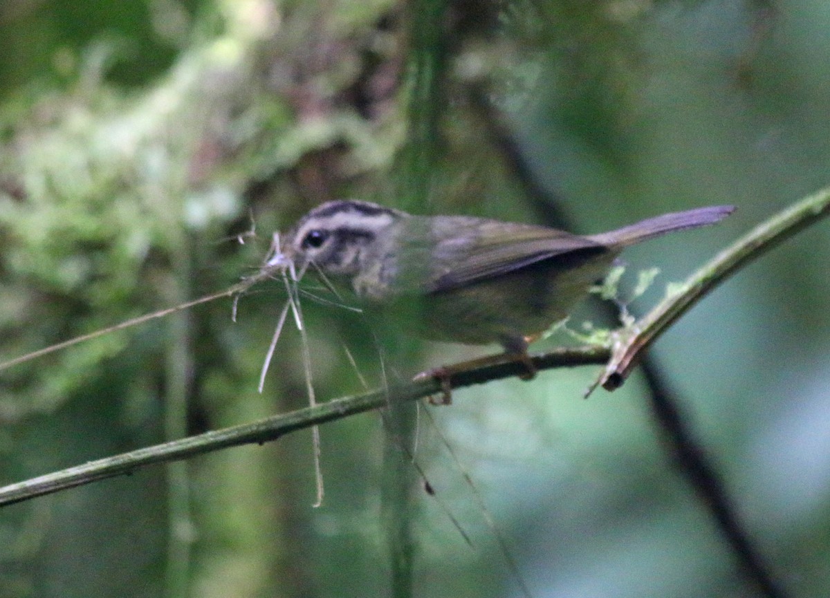 Costa Rican Warbler - ML57005591