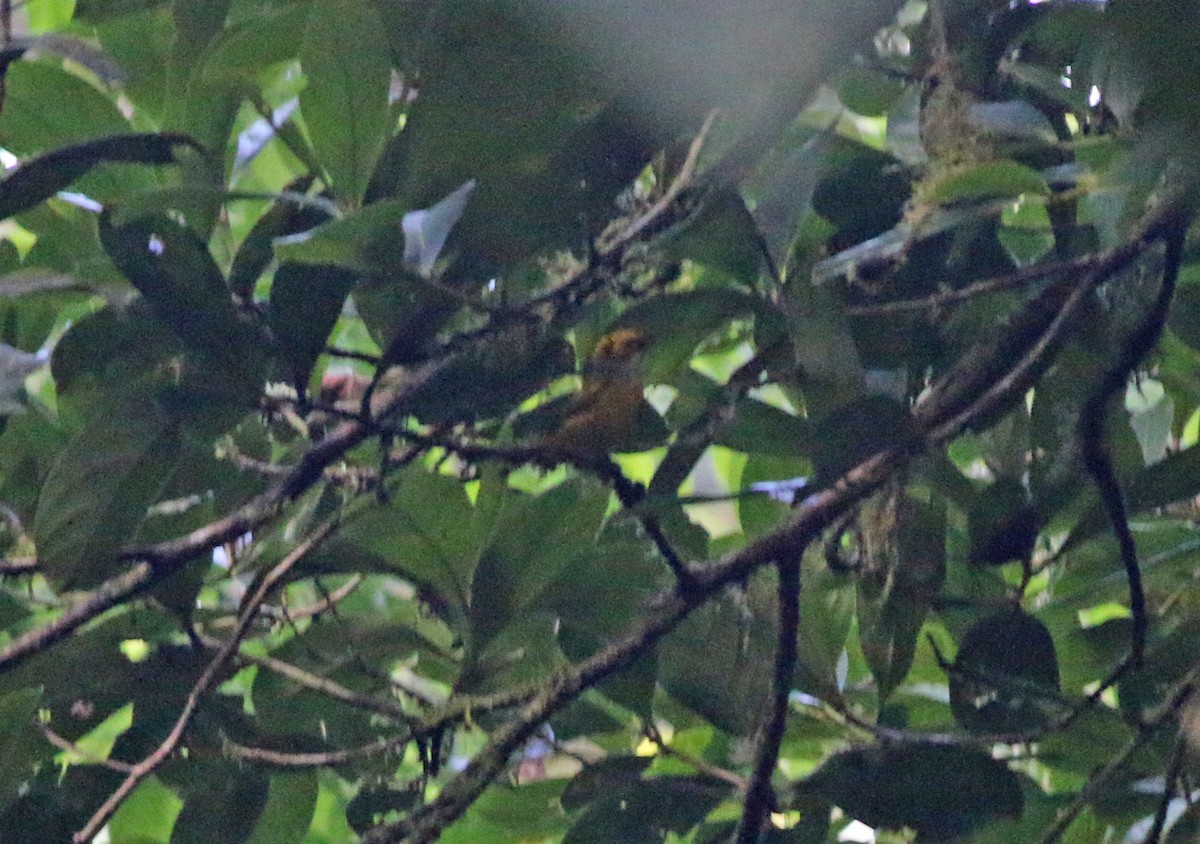 Silver-throated Tanager - ML57005621