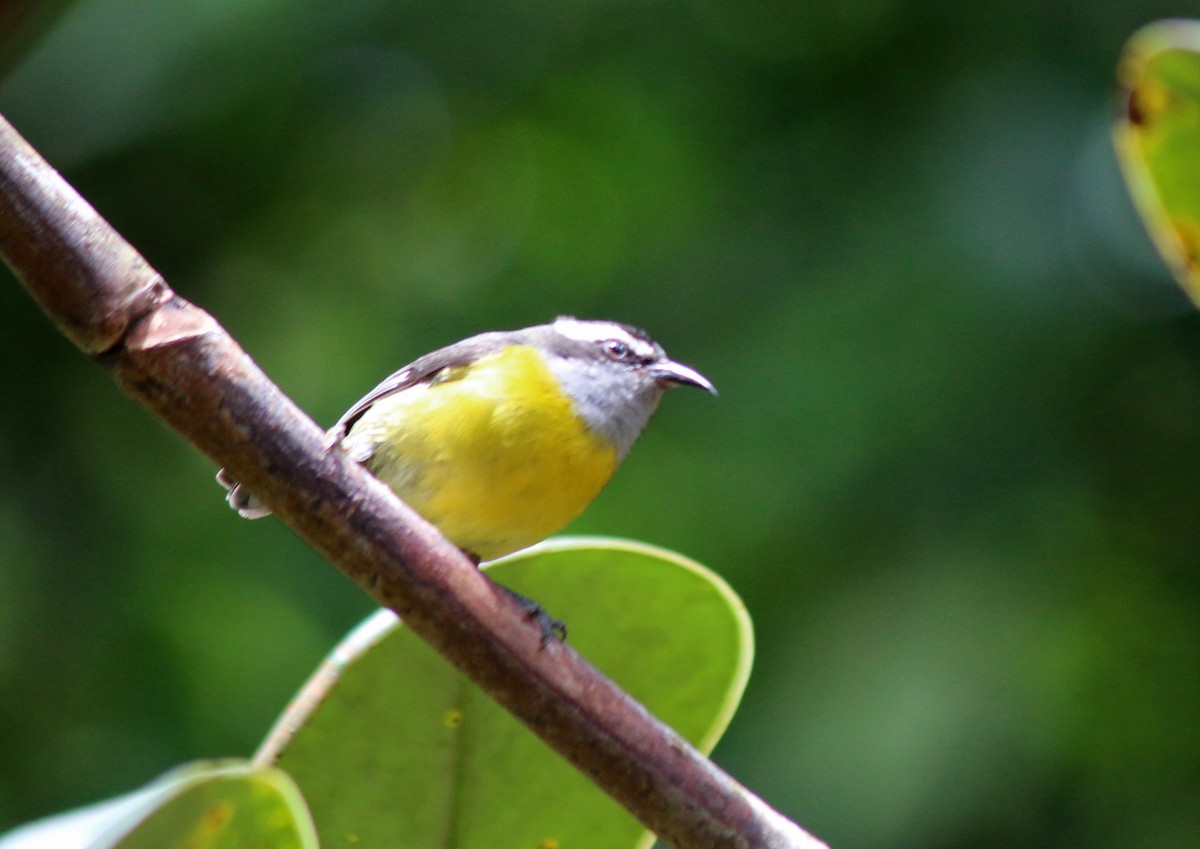 Bananaquit - ML57005651