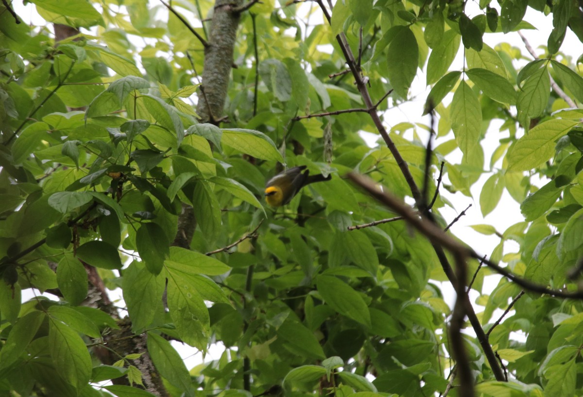 Blue-winged Warbler - ML570057651