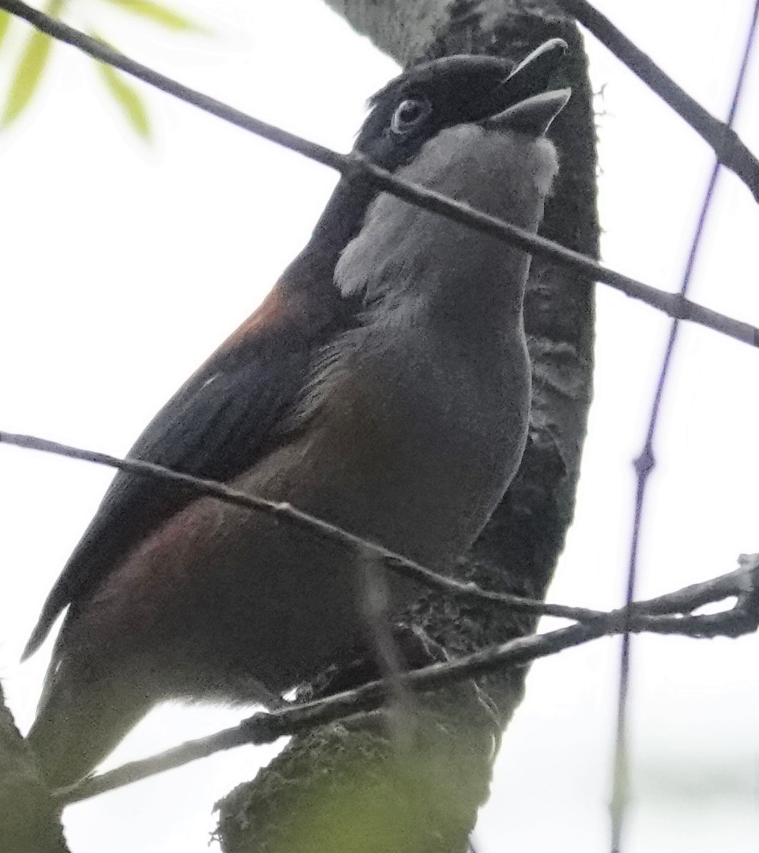 Black-headed Shrike-Babbler - ML570057881