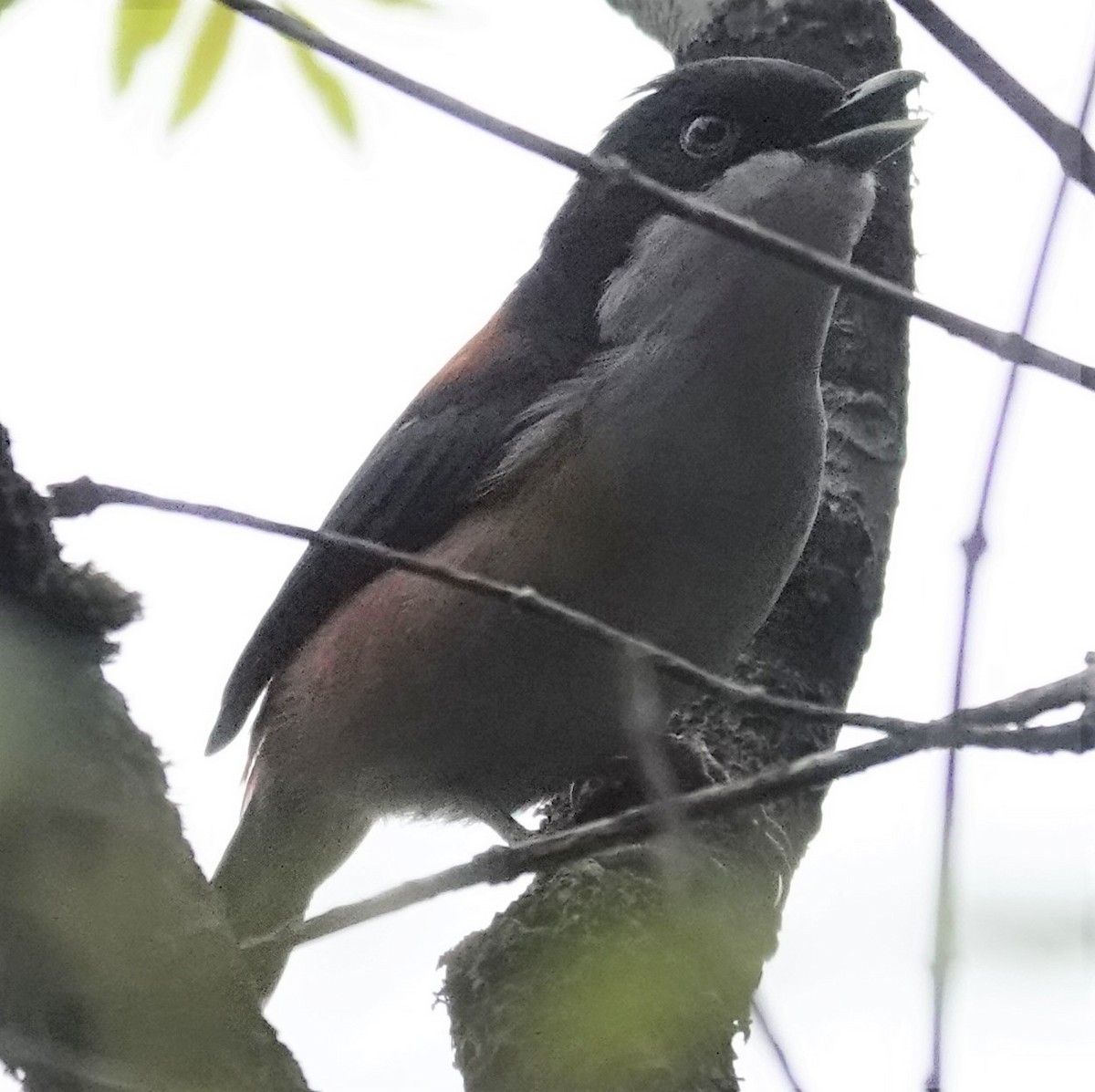 Black-headed Shrike-Babbler - ML570057891