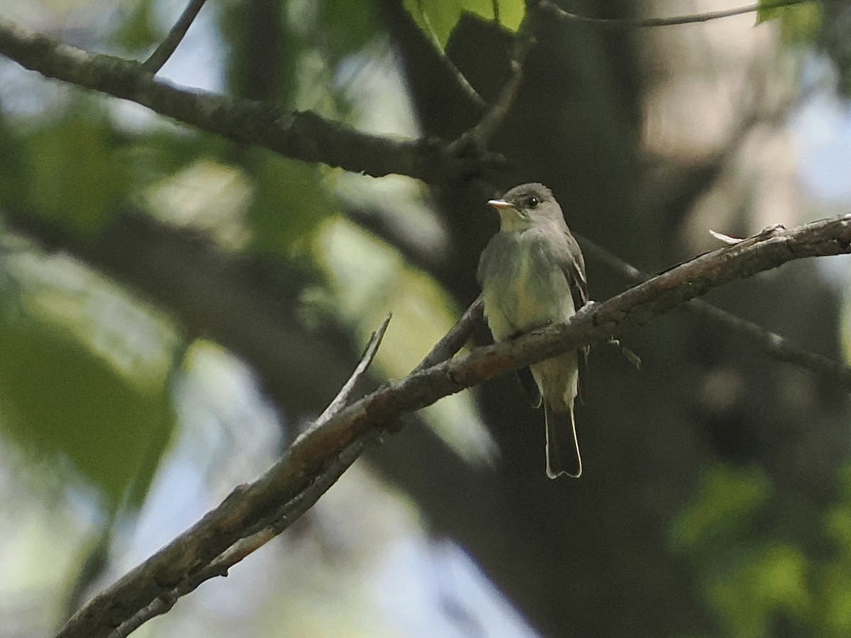 Eastern Wood-Pewee - ML570058111