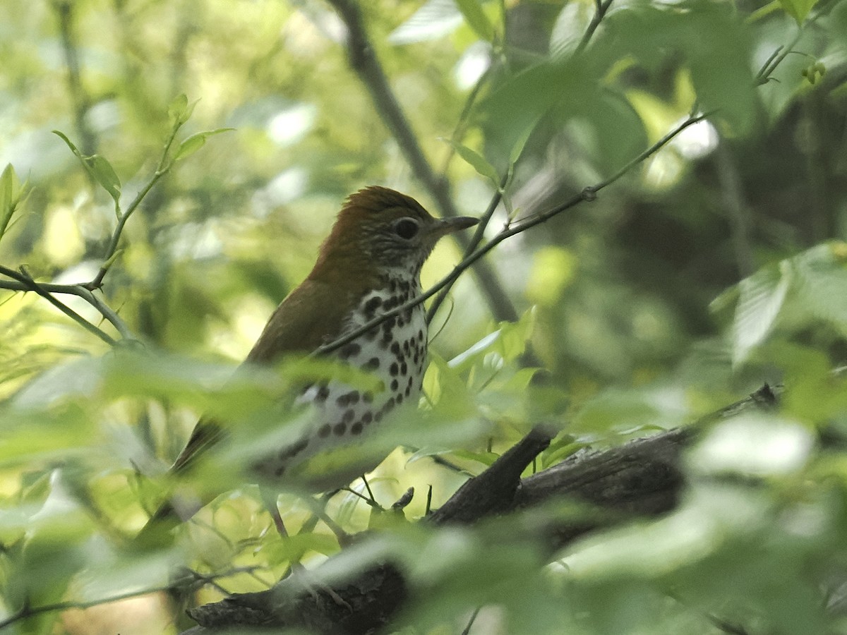 Wood Thrush - ML570058561