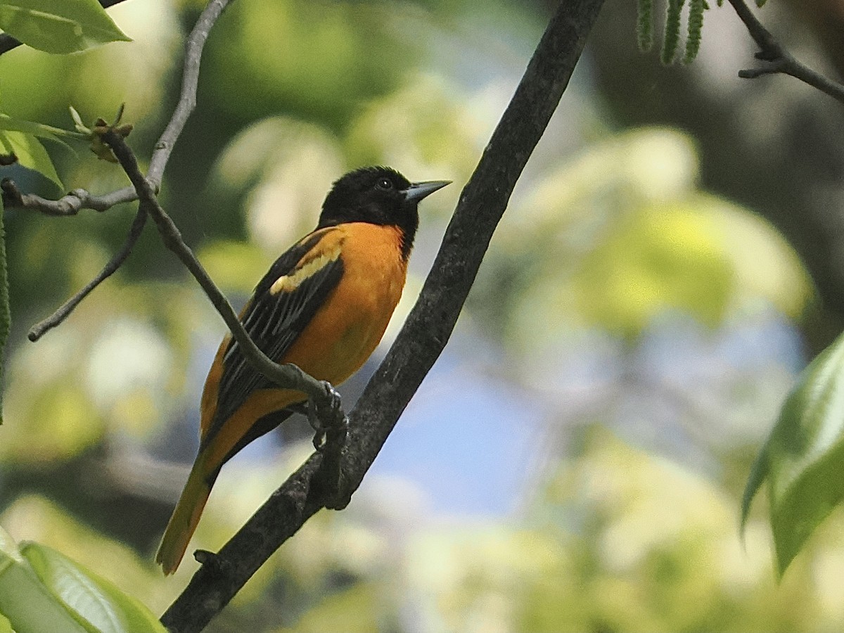 Baltimore Oriole - ML570058831