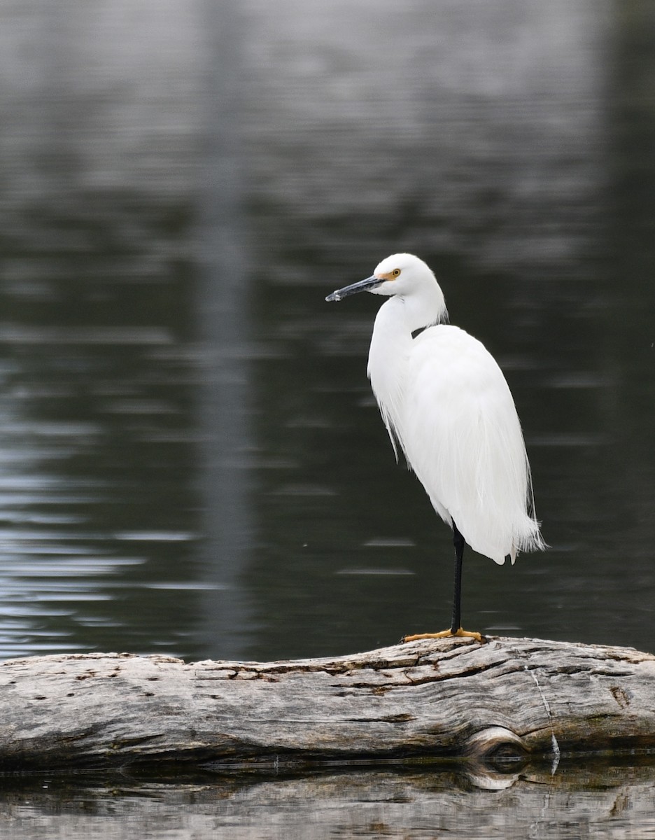 Snowy Egret - ML570058841