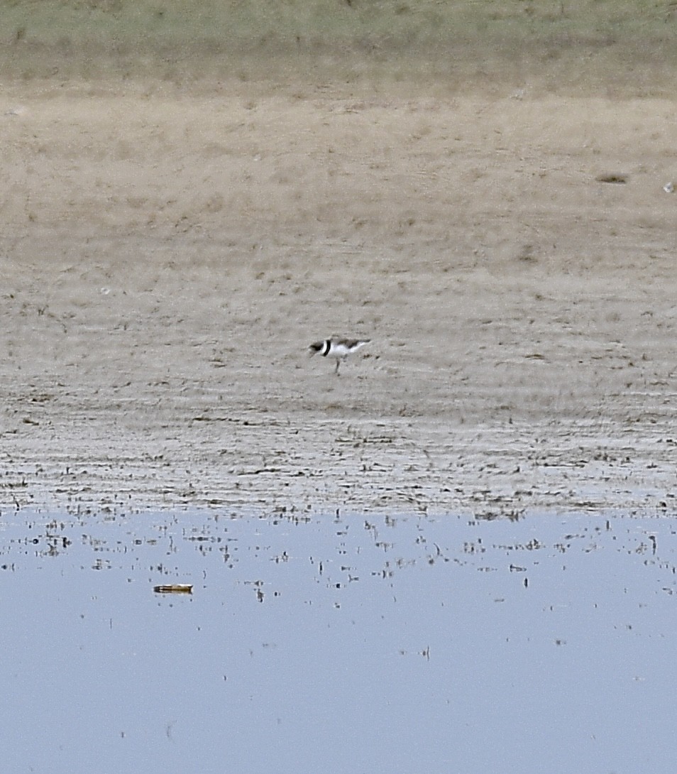 Semipalmated Plover - ML570059281