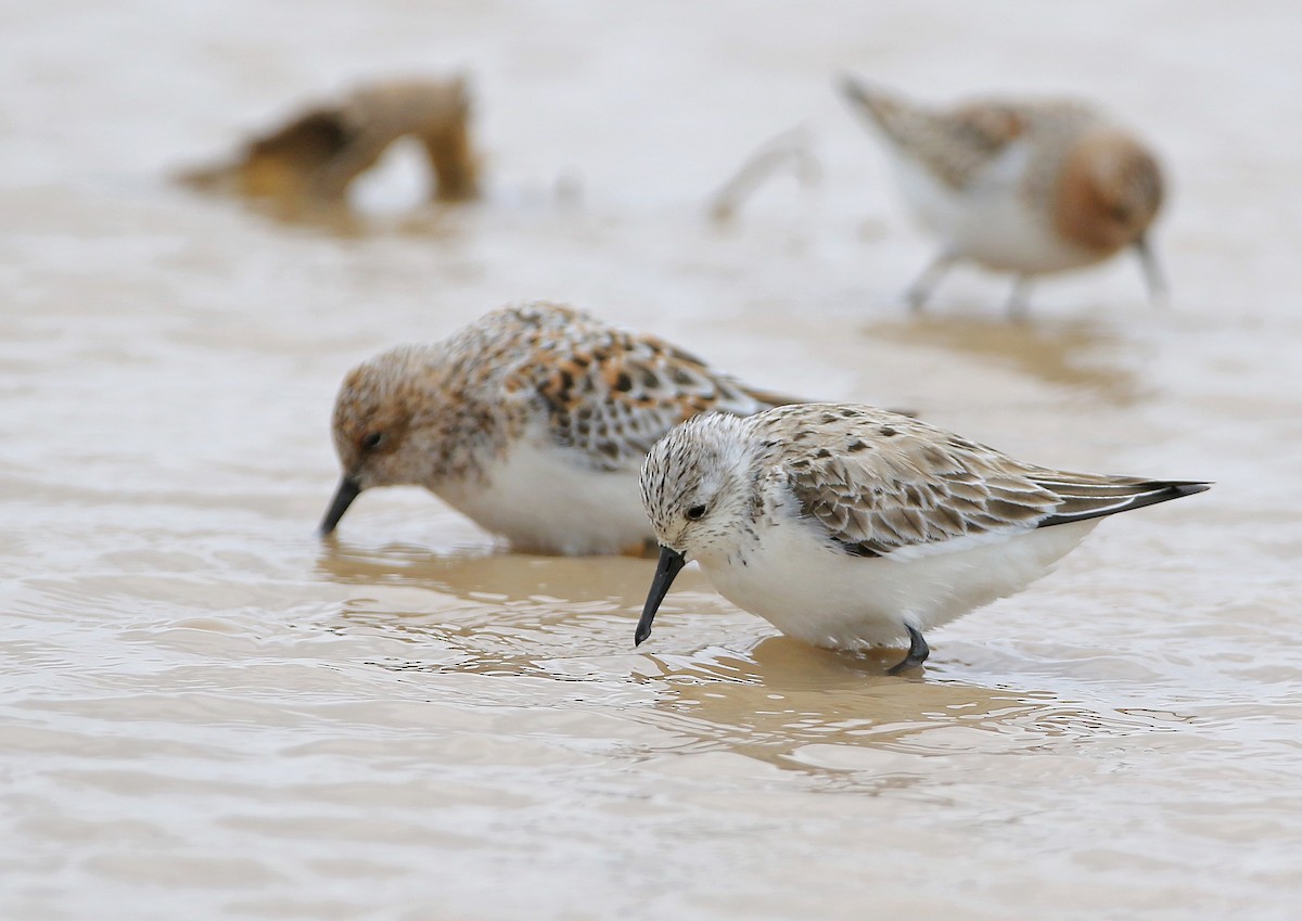 Sanderling - ML570060371