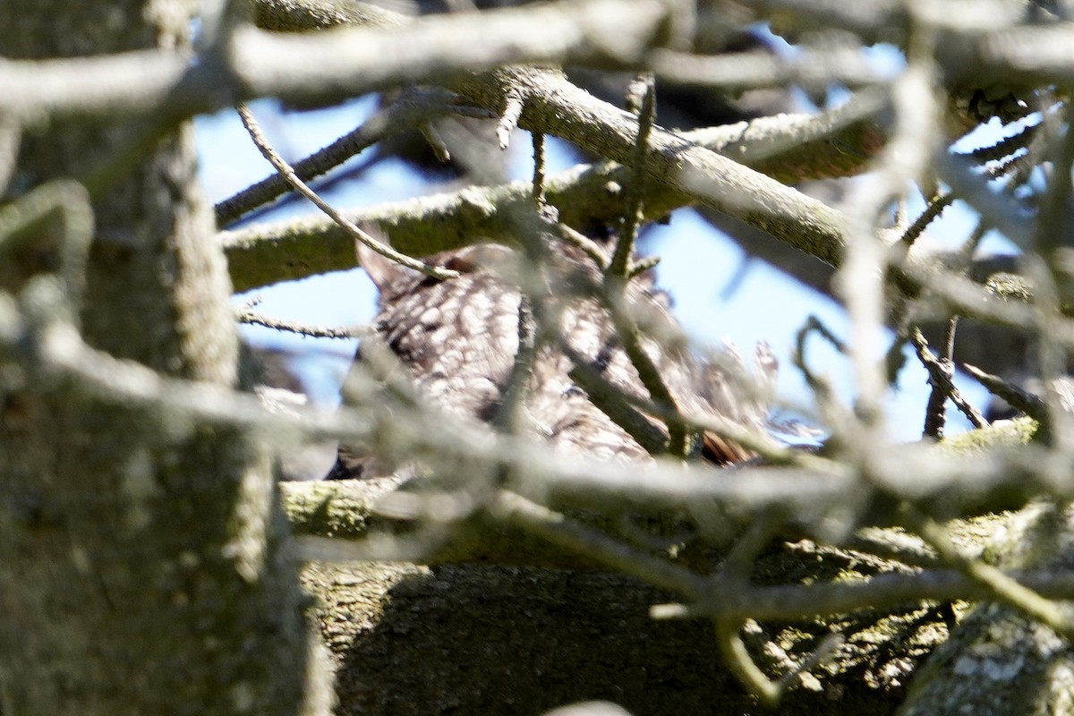 Great Horned Owl - ML570060391