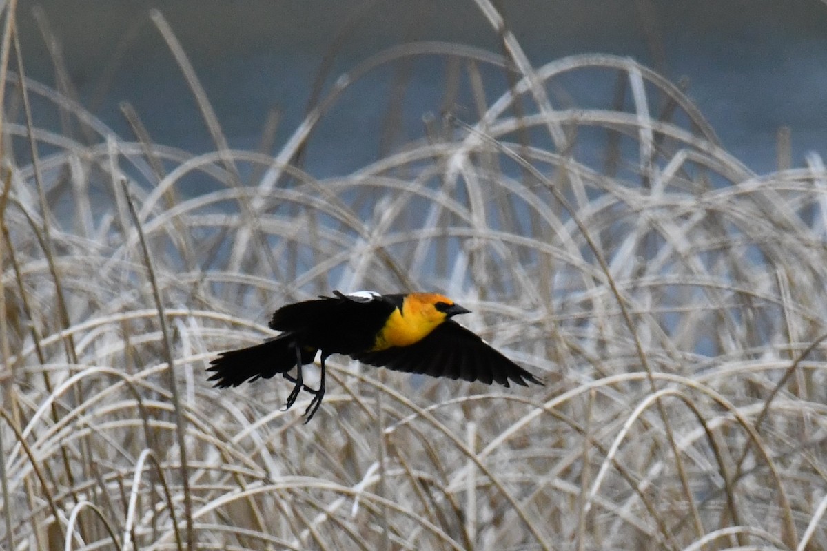 Yellow-headed Blackbird - Robert  Whetham