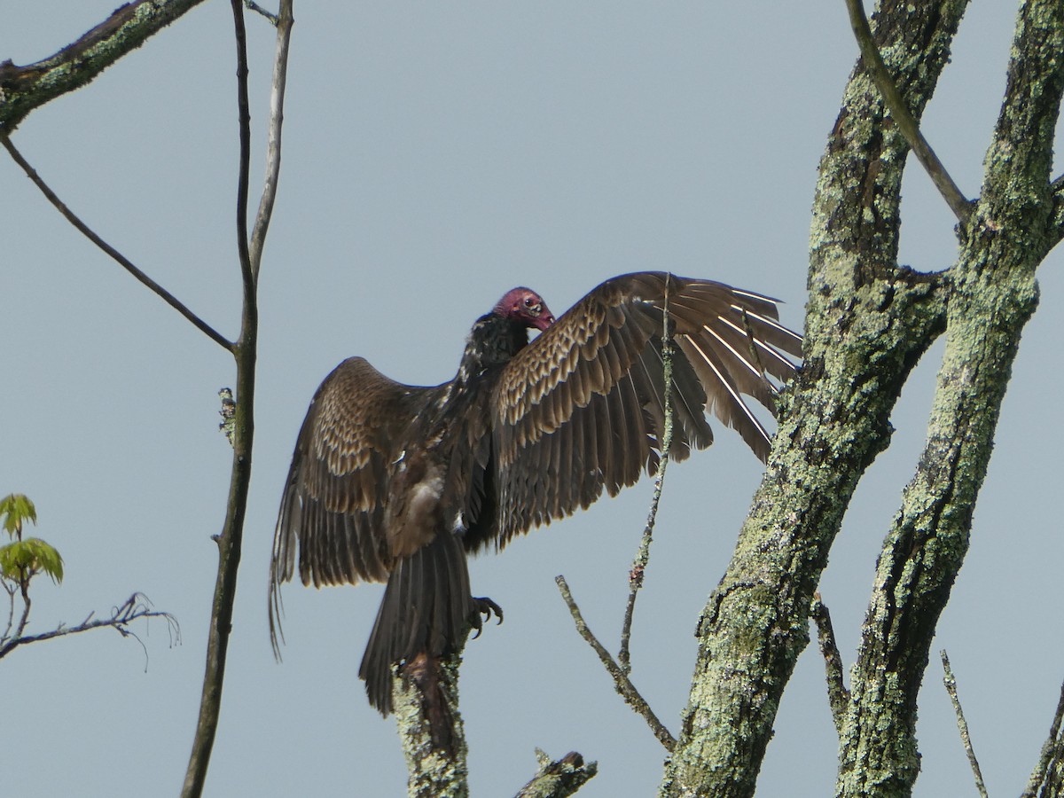 Turkey Vulture - ML570060841