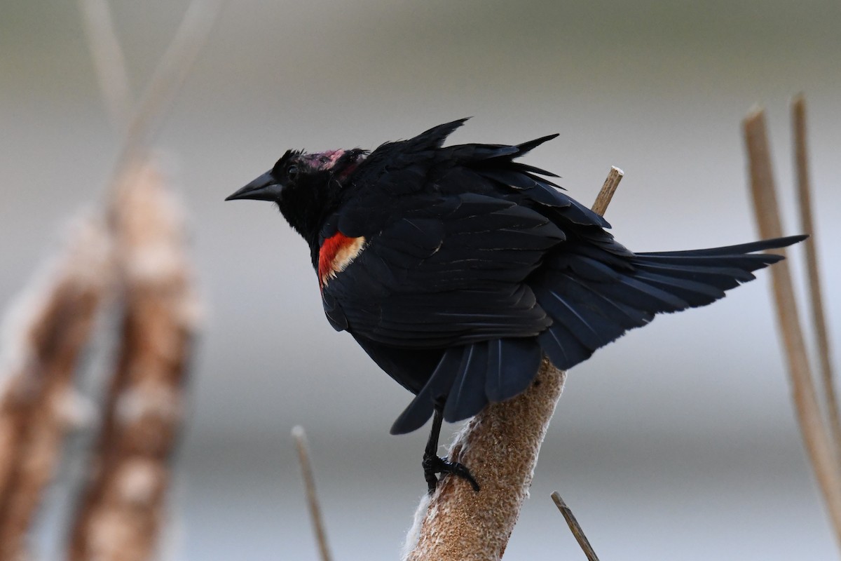 Red-winged Blackbird - ML570060911