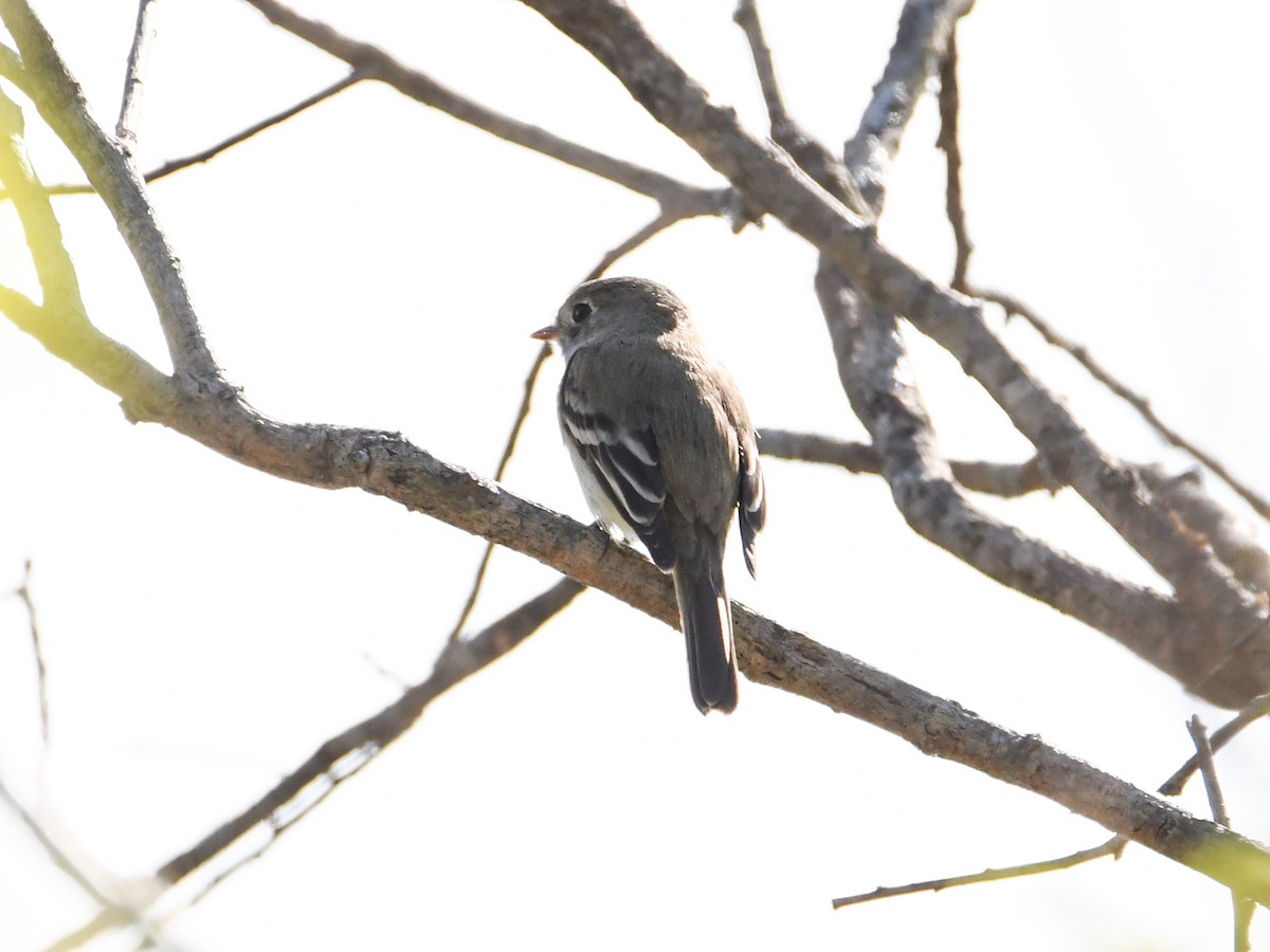 Least Flycatcher - Donna  Ellis