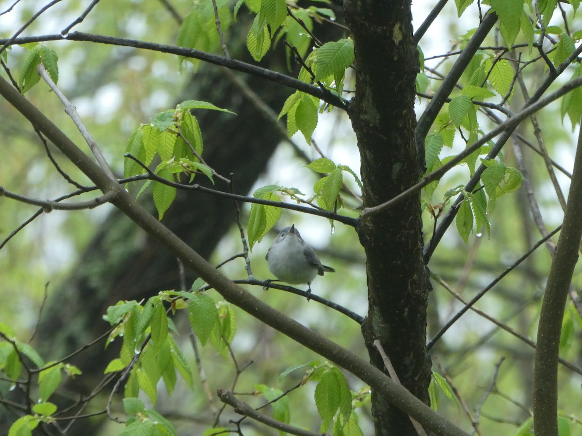 Blue-gray Gnatcatcher - ML570060991