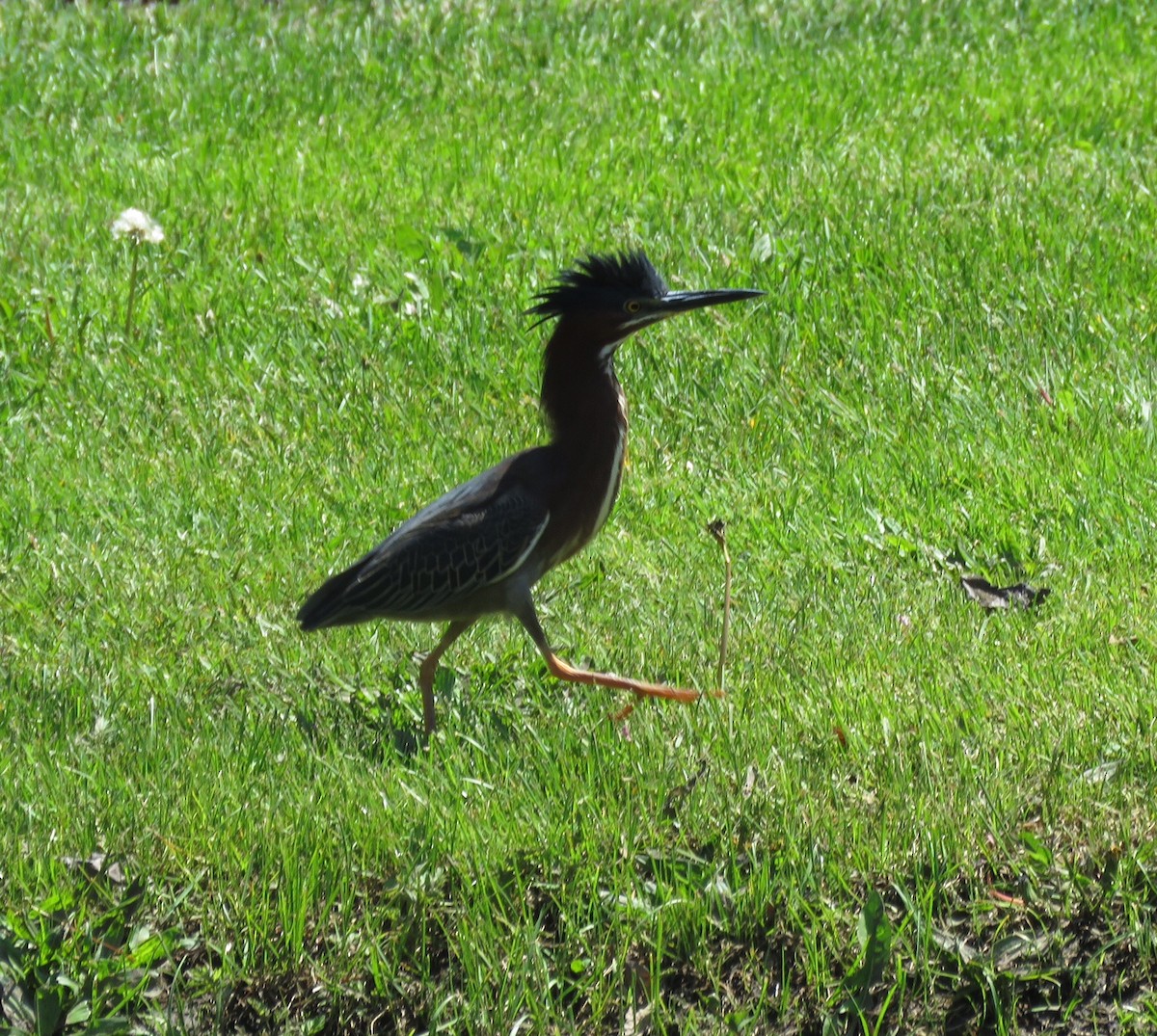 Green Heron - ML57006191