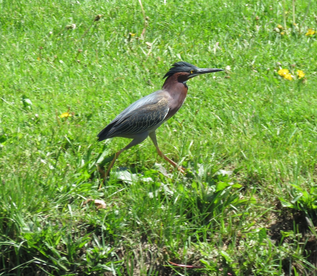 Green Heron - ML57006201