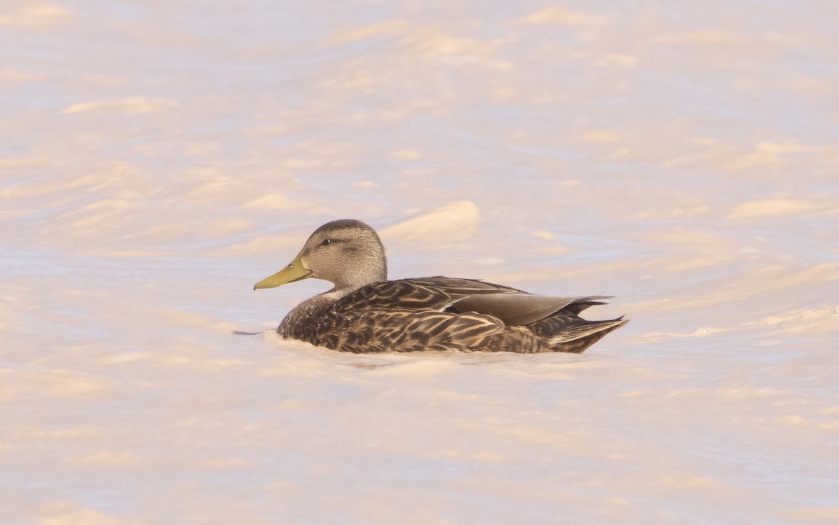 Mexican Duck - ML570062841