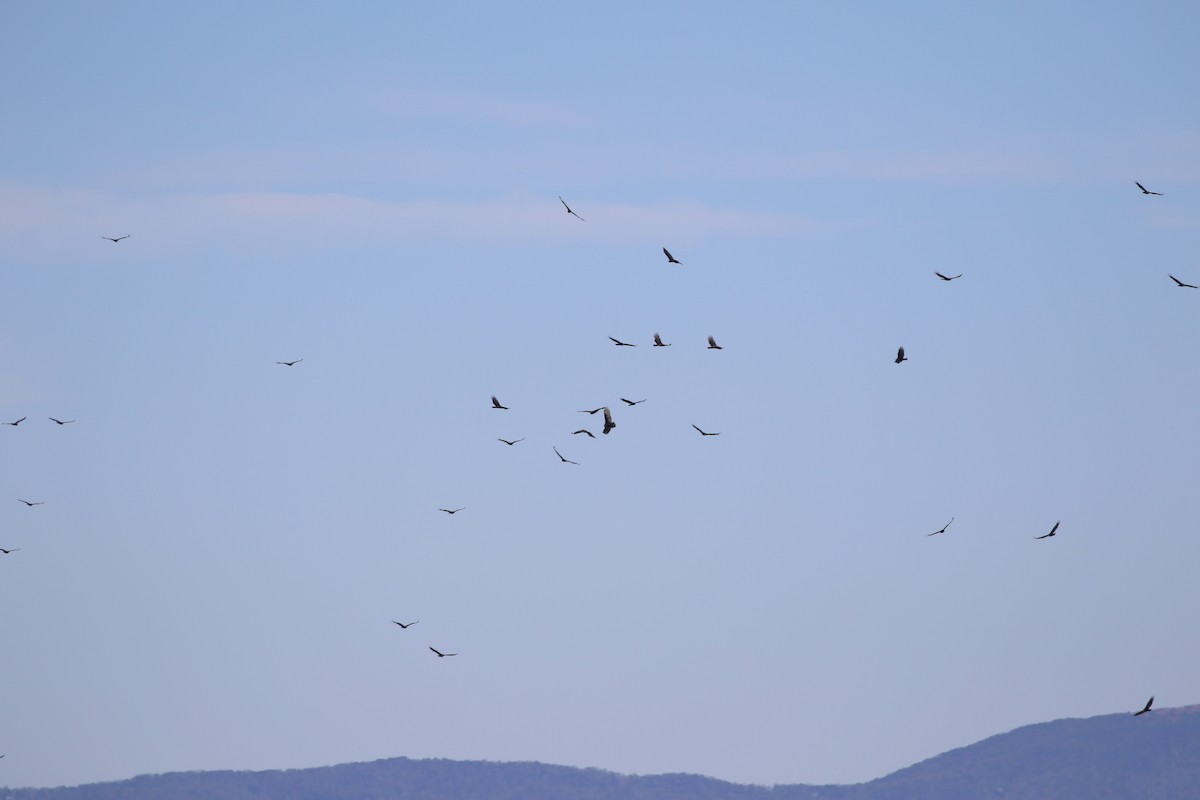 Turkey Vulture - ML570063071