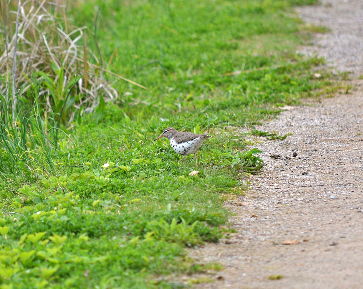 Spotted Sandpiper - Joel & Paula Farwell