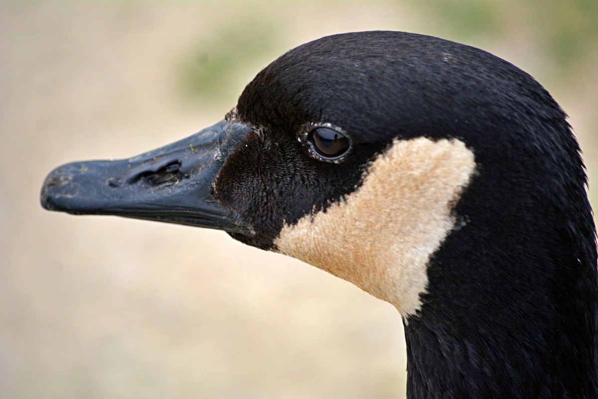 berneška velká - ML570064701