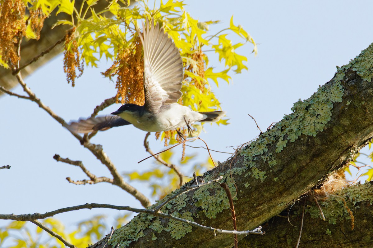 Eastern Kingbird - Ruogu Li