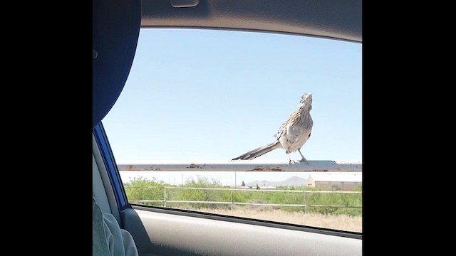 Greater Roadrunner - ML570065011